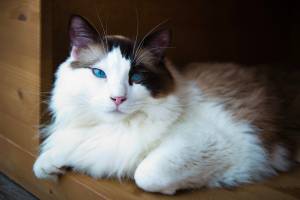 Elodie ARNAUD - ARNAUD ELODIE